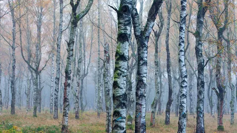 H&ouml;ren Sie den Wald fl&uuml;stern?