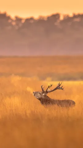 Red deer stag in De Hoge Veluwe National Park, Netherlands