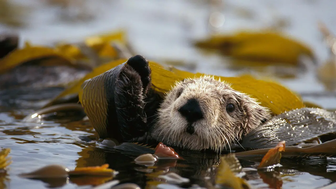 Begnadete Schwimmer