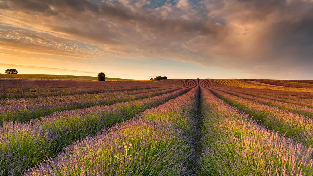 Ein violettes Bl&uuml;tenmeer