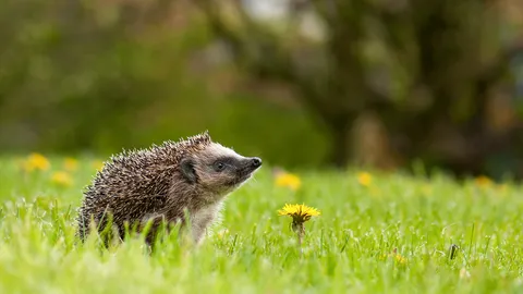 庭の小さな番人