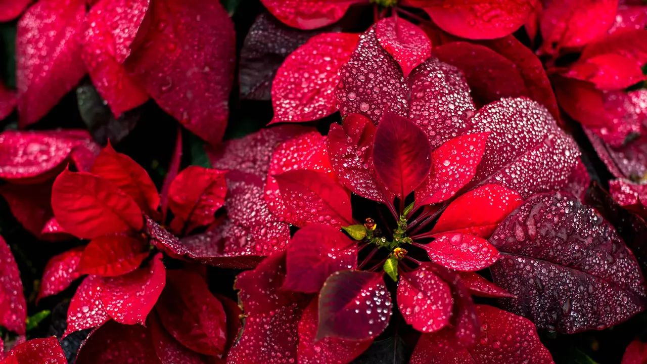 Dipingi il tuo mondo di rosso