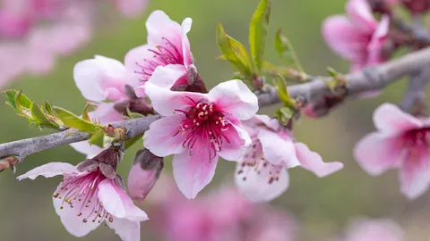 Bloom boom