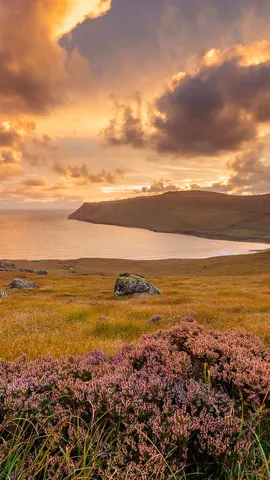 Heather growing in Glen Brittle, Isle of Skye, Scotland