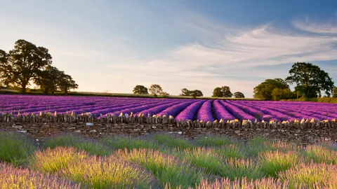 Dov'&egrave; questo manto di fiori viola?