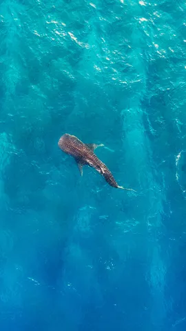 Whale shark off the coast of Alifu Dhaalu Atoll, Maldives