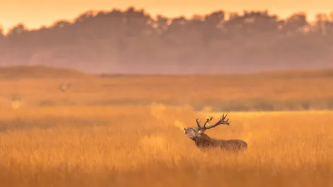Red deer stag in De Hoge Veluwe National Park, Netherlands