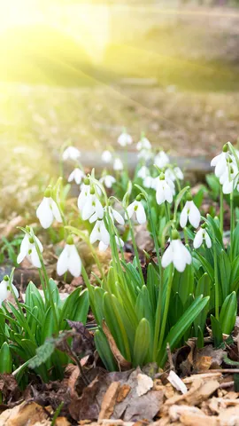 今日は春分の日