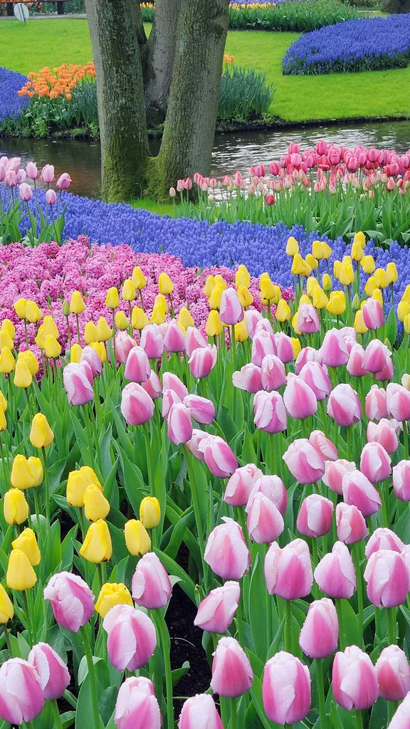 Tulips run the show