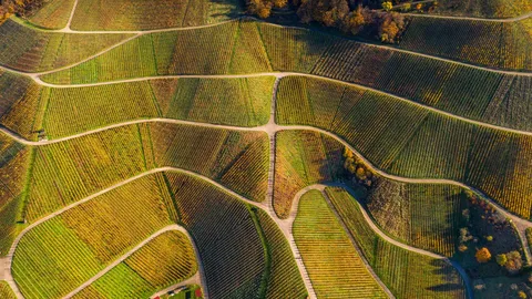 Oto&ntilde;o en vi&ntilde;as