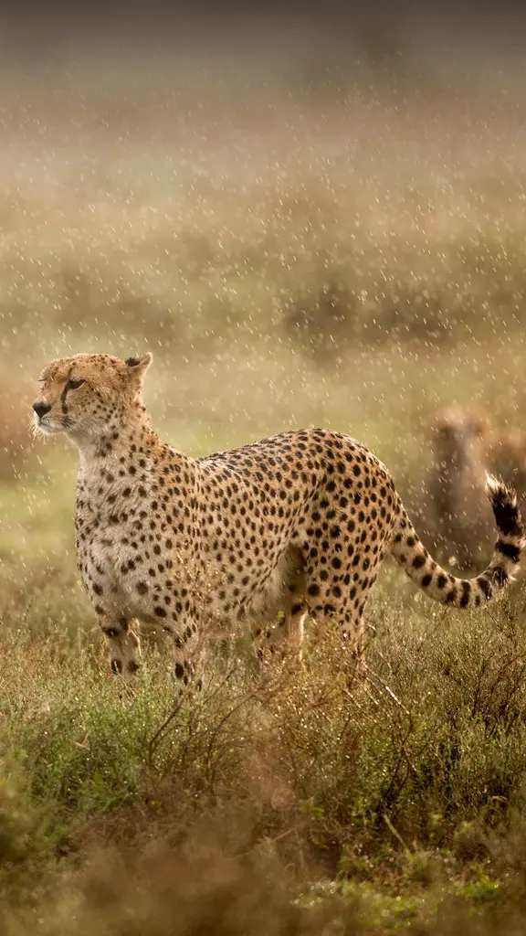Purr-fect speed