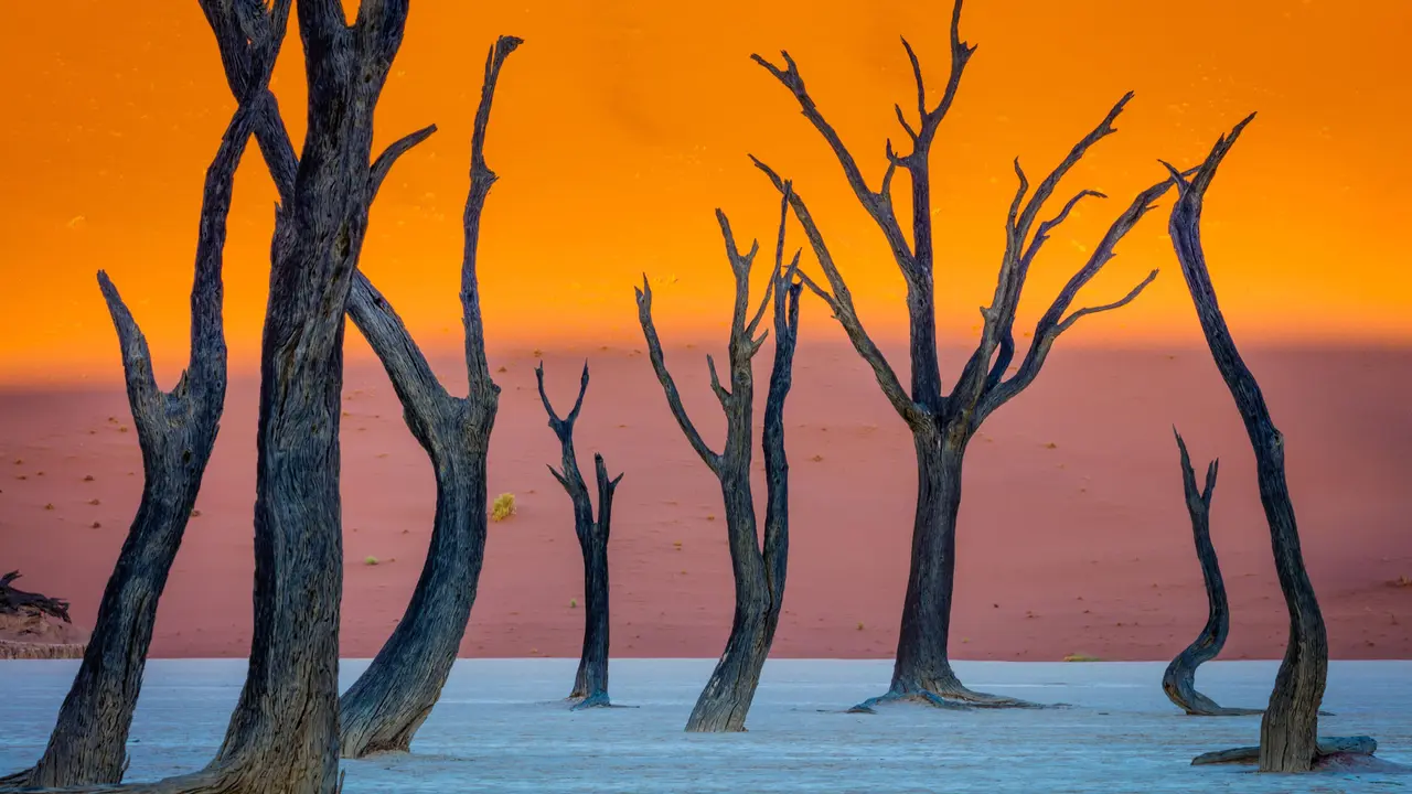 Alberi fantasma?