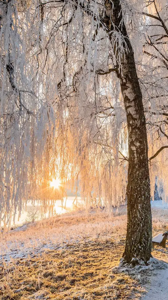 The veil of winter