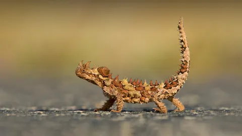 Si sentir&agrave; un po&rsquo; sulle spine?