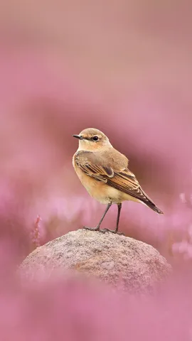 Perched and poised