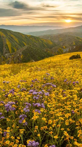 Danza dei Fiori
