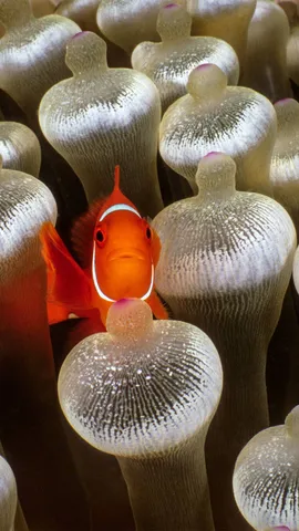 In the bubble-tip zone