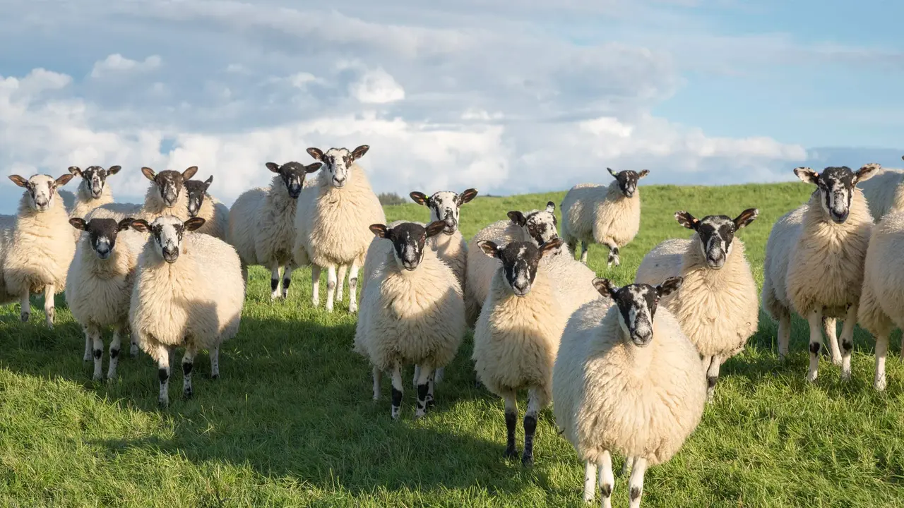 Baa-utiful family