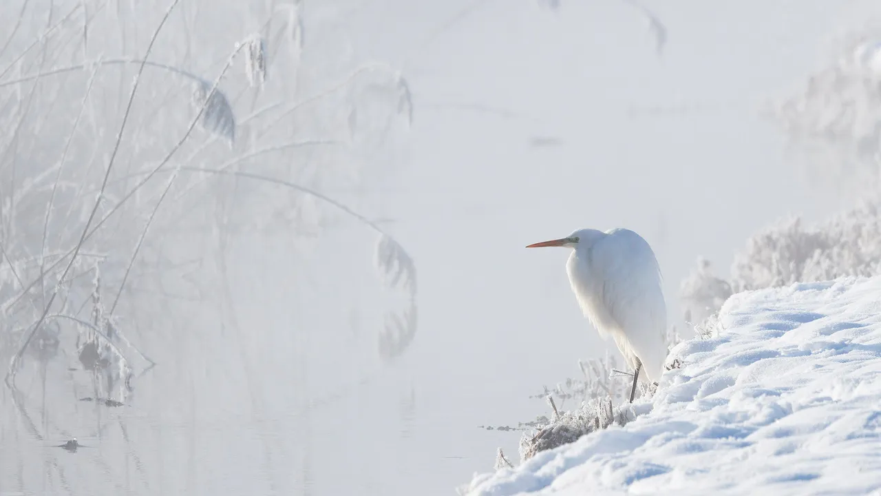Snowfield monarch