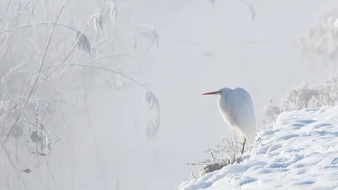 Snowfield monarch