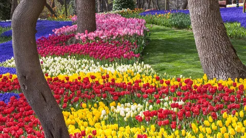 Tulipanes salvajes