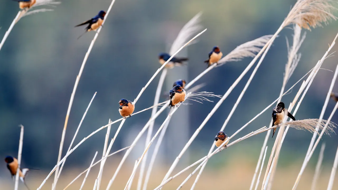 Wings at rest - Barn swallows of different subspecies resting together