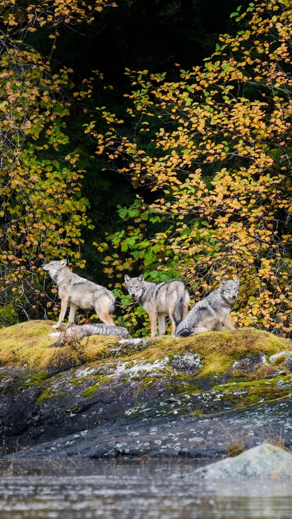 Wolves in the wild