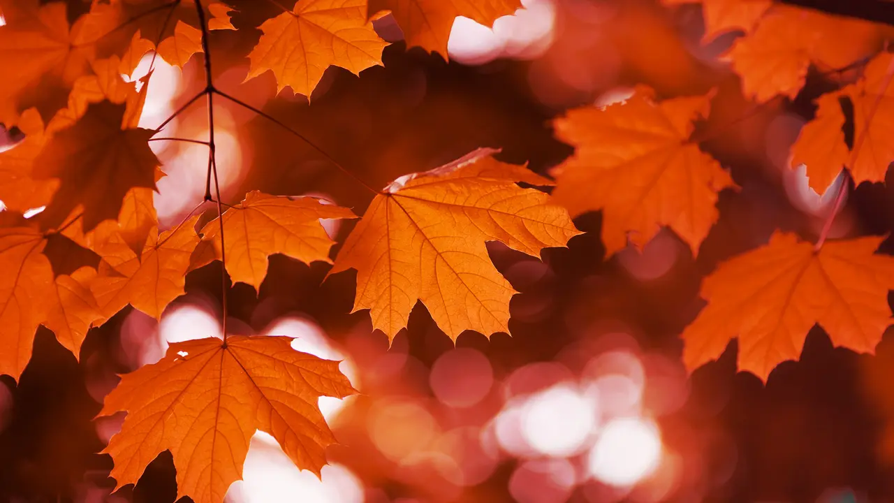 Nature's red couture