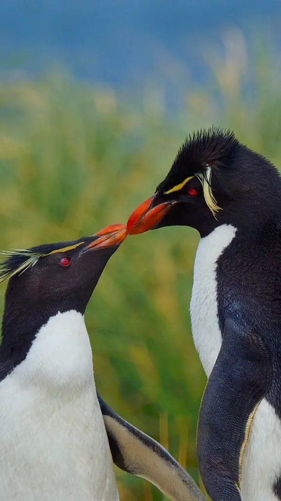 K&uuml;ssende Pinguine