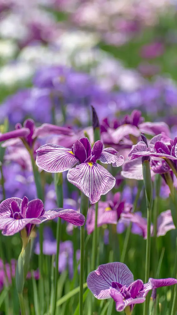 Fiori come Origami
