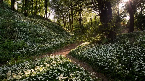 A 'clove' affair to remember