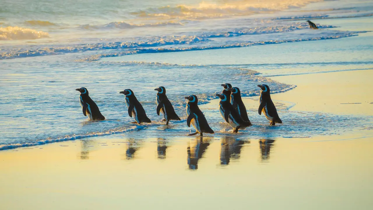 La Danza dei Pinguini