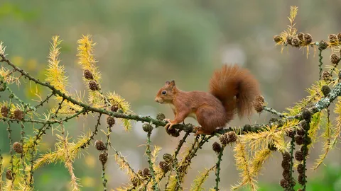 Tales from the treetops