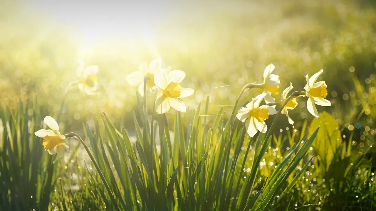 Spring awakening