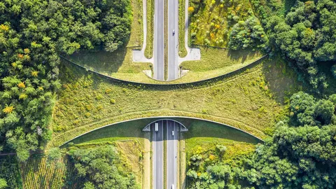 aerial-view-of-a-wildlife-crossing-near-zakrz-w-poland-aerial-view