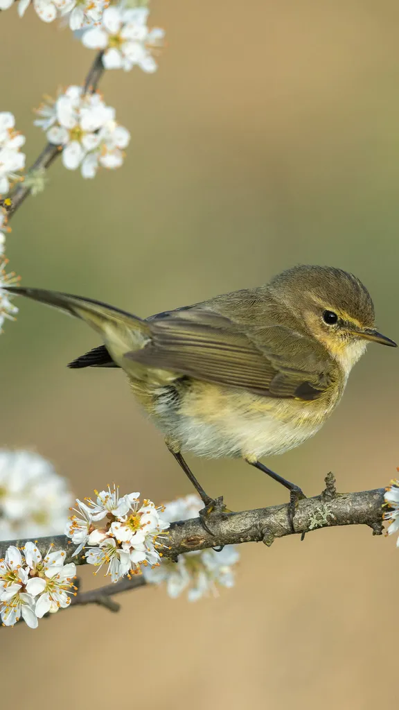 Ein Vogel mit gutem Ruf