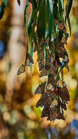 Minute, papillon !