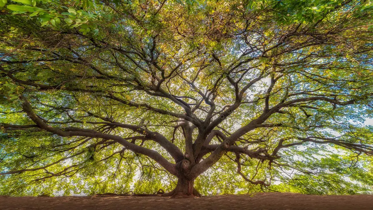 Honrando a Natureza e o Verde