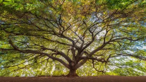 Honrando a Natureza e o Verde
