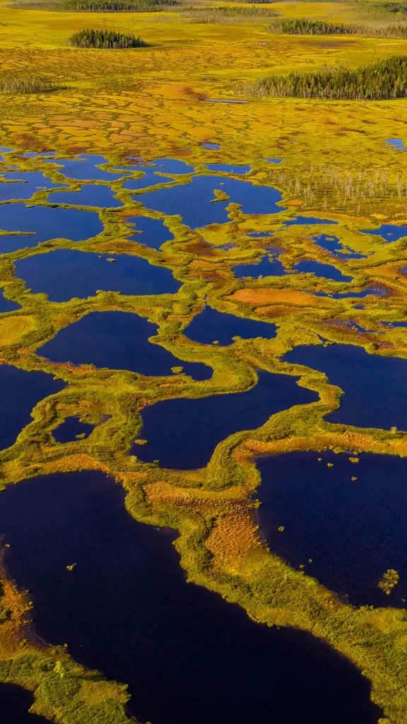 Finnlands lebendiges Moor