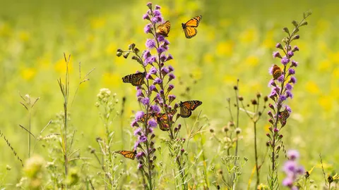 今週は米国の花粉媒介者週間