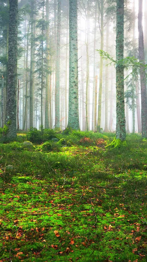 Mist-ery in the pines
