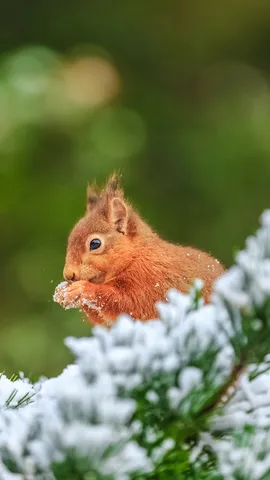 Fur, frost and feast