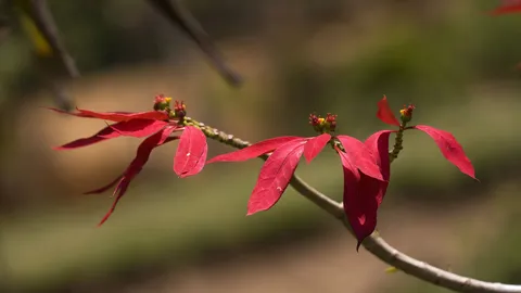 'Red-y' for the holidays