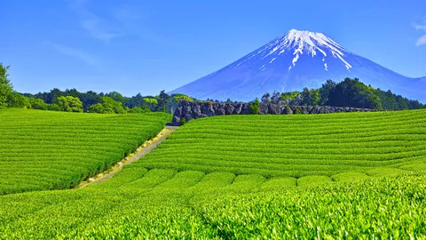 今日は八十八夜