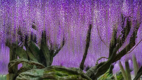 日本的紫色天堂