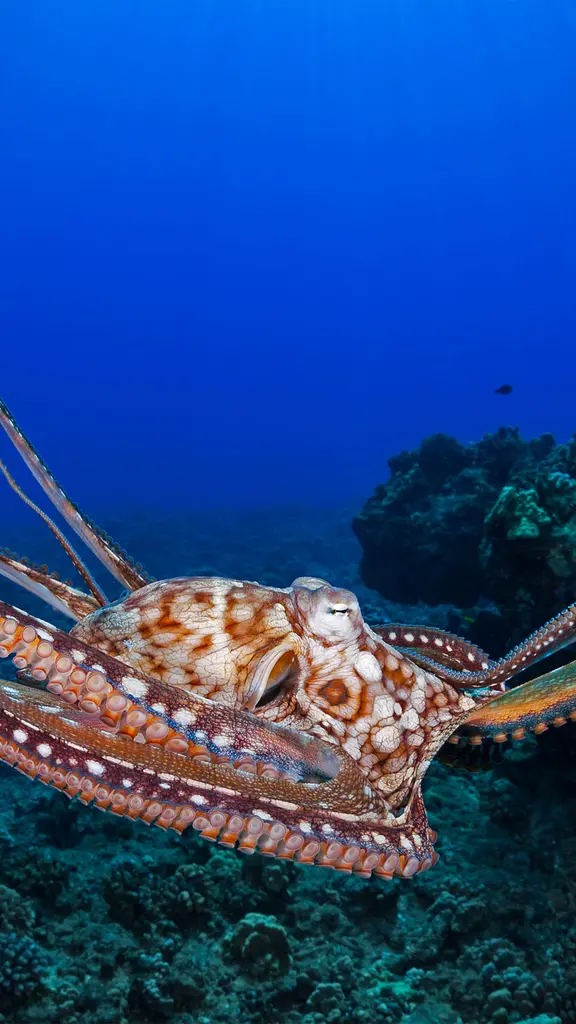 Tre cuori nel blu?