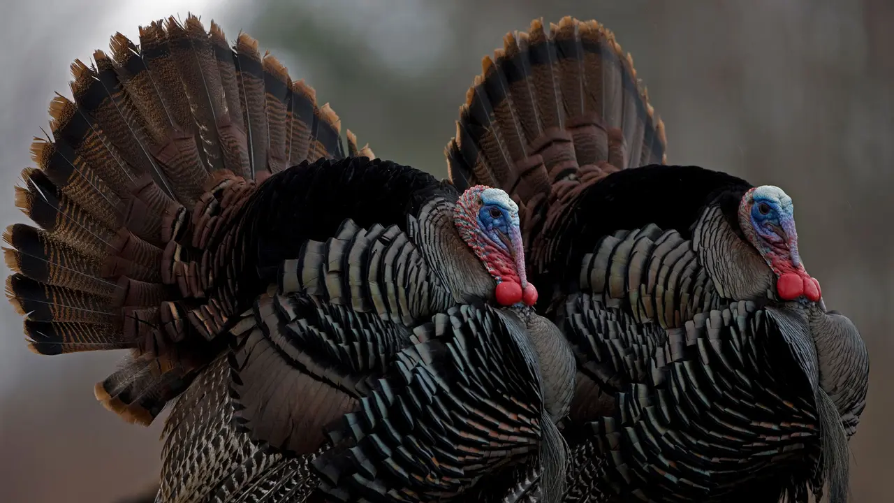 Stuffed with gratitude