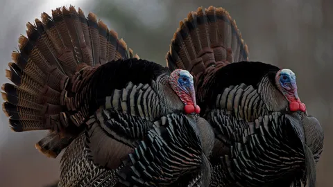 Stuffed with gratitude