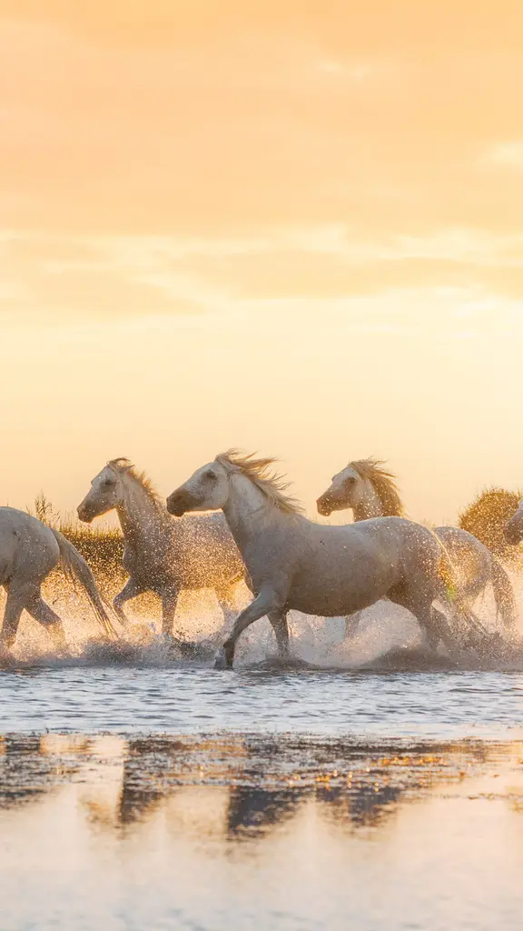 Chevaux de Camargue pr&egrave;s d'Aigues-Mortes, Occitanie (&copy; Francesco Riccardo Lacomi